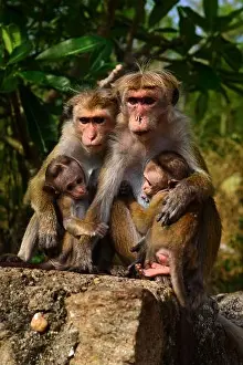 Animal Family Prints: Family of Toque Macaque Monkey (macaca sinica) with two Babies sitting on a wall