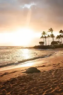 Green Sea Turtle Prints: Famous green sea turtle (honu)