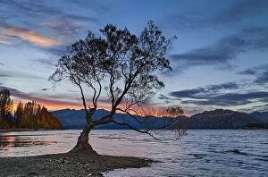 Images Dated 20th April 2014: The famous lonely tree of Lake Wanaka at sunset, South Island, New Zealand