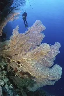 Light Skinned Prints: Fan coral (Annella mollis) synonym (Subergorgia mollis) in the background Silhoette of Taucher