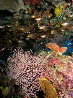Underwater Photography Prints: Fan Coral and Cardinalfish in Cave Agincourt Reef Great Barrier Reef North Queensland Australia