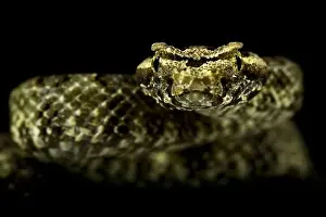 Viper Prints: Fan-Si-Pan Horned Pitviper (Protobothrops cornutus)
