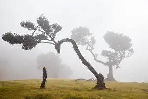 Wonders Prints: Fanal laurel forest with majestic ancient trees, Madeira, Portugal