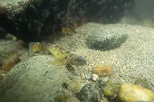 Darter Prints: Fantail darter displaying on riverbed