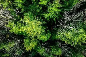 Fantastic drone view of coniferous and deciduous trees in a mixed forest in very early spring