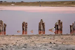 A fantastic pink salt lake with salt crystals on wooden pillars on sunny day