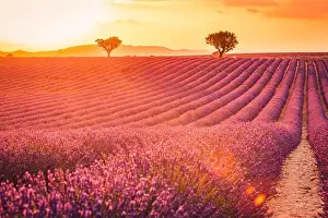 Perfume Prints: Fantastic summer mood, floral sunset landscape of meadow lavender flowers