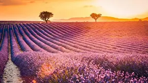 Fantastic summer mood, floral sunset landscape of meadow lavender flowers. Beautiful colorful sky, sun rays, peaceful bright and relaxing nature scene