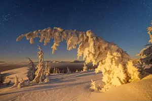 Fantastic winter landscape glowing by star light. Dramatic wintry scene with snowy trees and milky way in night sky. Carpathians, Europe