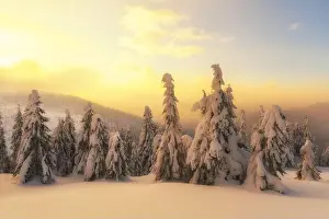 Fantastic winter landscape in snowy mountains glowing by morning sunlight. Dramatic wintry scene with frozen snowy trees at sunrise
