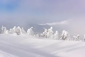 Fantastic winter landscape with snowy trees. Carpathian mountains, Ukraine, Europe. Christmas holiday concept