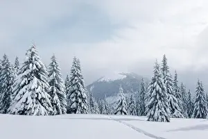Fantastic winter landscape with snowy trees. Carpathian mountains, Ukraine, Europe. Christmas holiday concept