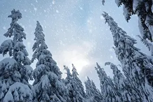 Fantastic winter landscape with snowy trees. Carpathian mountains, Ukraine, Europe. Christmas holiday concept