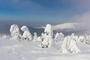 Fantastic winter landscape with snowy trees and blue sky. Carpathian mountains, Ukraine, Europe. Christmas holiday concept