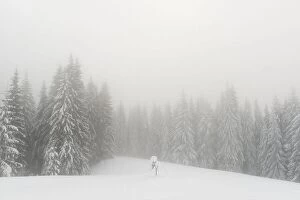 Images Dated 7th December 2017: Fantastic winter landscape with snowy trees in foggy mountains