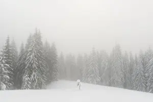 Hoar Prints: Fantastic winter landscape with snowy trees in foggy mountains