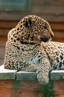 Stare Prints: Far Eastern leopard and its life in the zoo