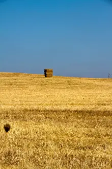 Bale Prints: Fardo de palha no campo. straw bale in field