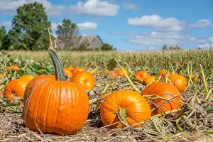 Thanksgiving Prints: A farm field full of large ripe bright organic orange pumpkins for autumn harvest
