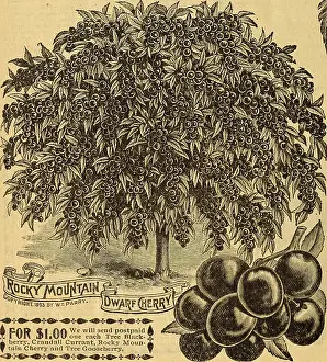 Potatoes Prints: Farm and floral guide : seeds, plants