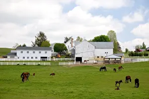 Graze Prints: Farm scene with horse grazing near Berlin, Ohio