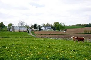 Ohio Prints: A farm scene with horses near Berlin, Ohio