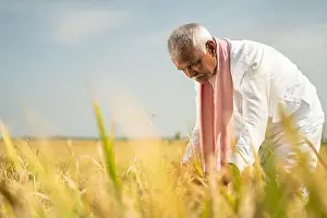 Laws Prints: Farmer busy working on paddy field during hot sunny day - Rural lifestyle of India during harvesting season