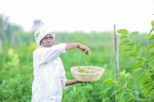 Farmers Prints: Farmer holding green chilli Basket in hands, harvesting chilli