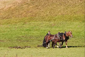 People Persons Prints: farmer and horses harrowing a field Bavaria