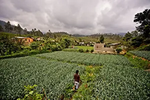 Food Industry Prints: A farmer and student of the ISFF grows leeks in Halgranoya, Sri Lanka