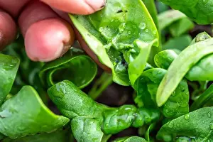 Sprayer Prints: A farmer's hand unfolding a twisted leaf of aphid-infested spinach