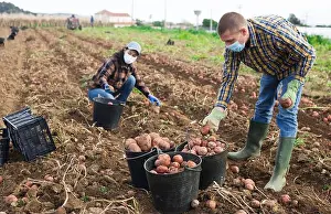Potatoes Prints: Farmers in protective mask working on farmer plantation, picking potatoes
