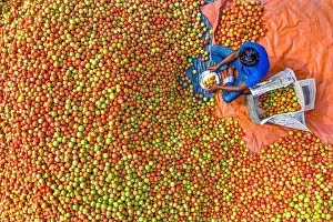 Farmers are sorting and packaging fresh raw red tomatoes for sale
