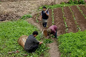 Asians Prints: Farmers work in their fields in a small village in west China