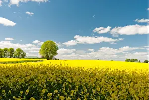 Rapeseed Prints: Farming for energy crops (rapeseed oil) on the outskirts of Dublin