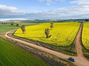Canola Prints: Farmland crops as far miles and miles in rural NSW Australia