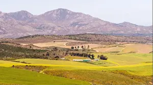 South African Prints: farmland, farming landscape, scenic farm scene in the Western Cape