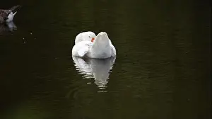 Preening Prints: Farmyard goose preening on the mill pond