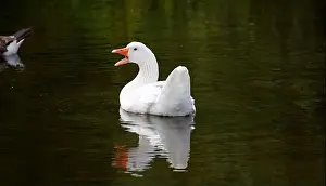Preening Prints: Farmyard goose preening on the mill pond
