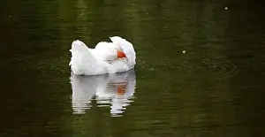 Preening Prints: Farmyard goose preening on the mill pond