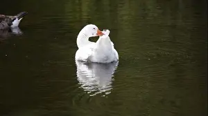 Preening Prints: Farmyard goose preening on the mill pond