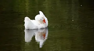 Preening Prints: Farmyard goose preening on the mill pond