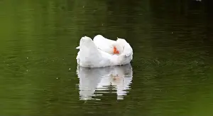 Preening Prints: Farmyard goose preening on the mill pond