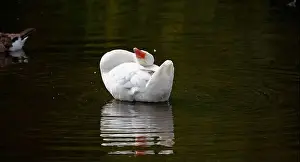 Preening Prints: Farmyard goose preening on the mill pond