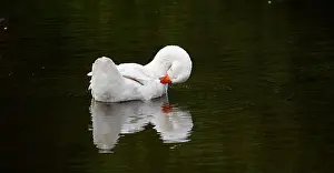 Preening Prints: Farmyard goose preening on the mill pond