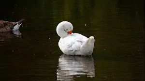 Preening Prints: Farmyard goose preening on the mill pond
