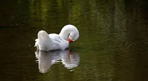Preening Prints: Farmyard goose preening on the mill pond