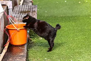 Stray Cat Prints: A fat black cat trying to drink from an orange pail