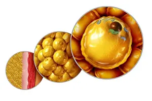 Nucleus Prints: Fat cell anatomy and gaining weight or overweight