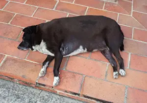 Sleepy Prints: Fat dog sleep on floor
